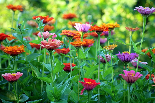 Colorful garden flowers